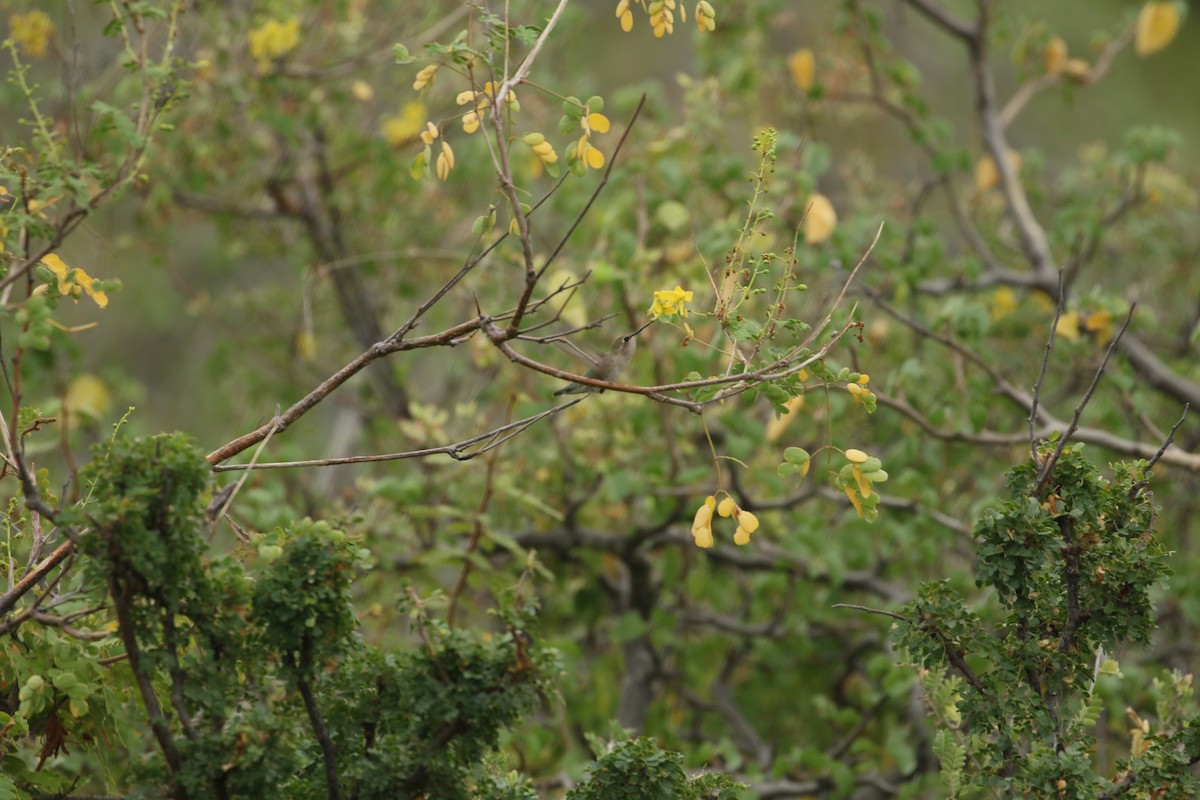 Hooded Oriole - ML647906003