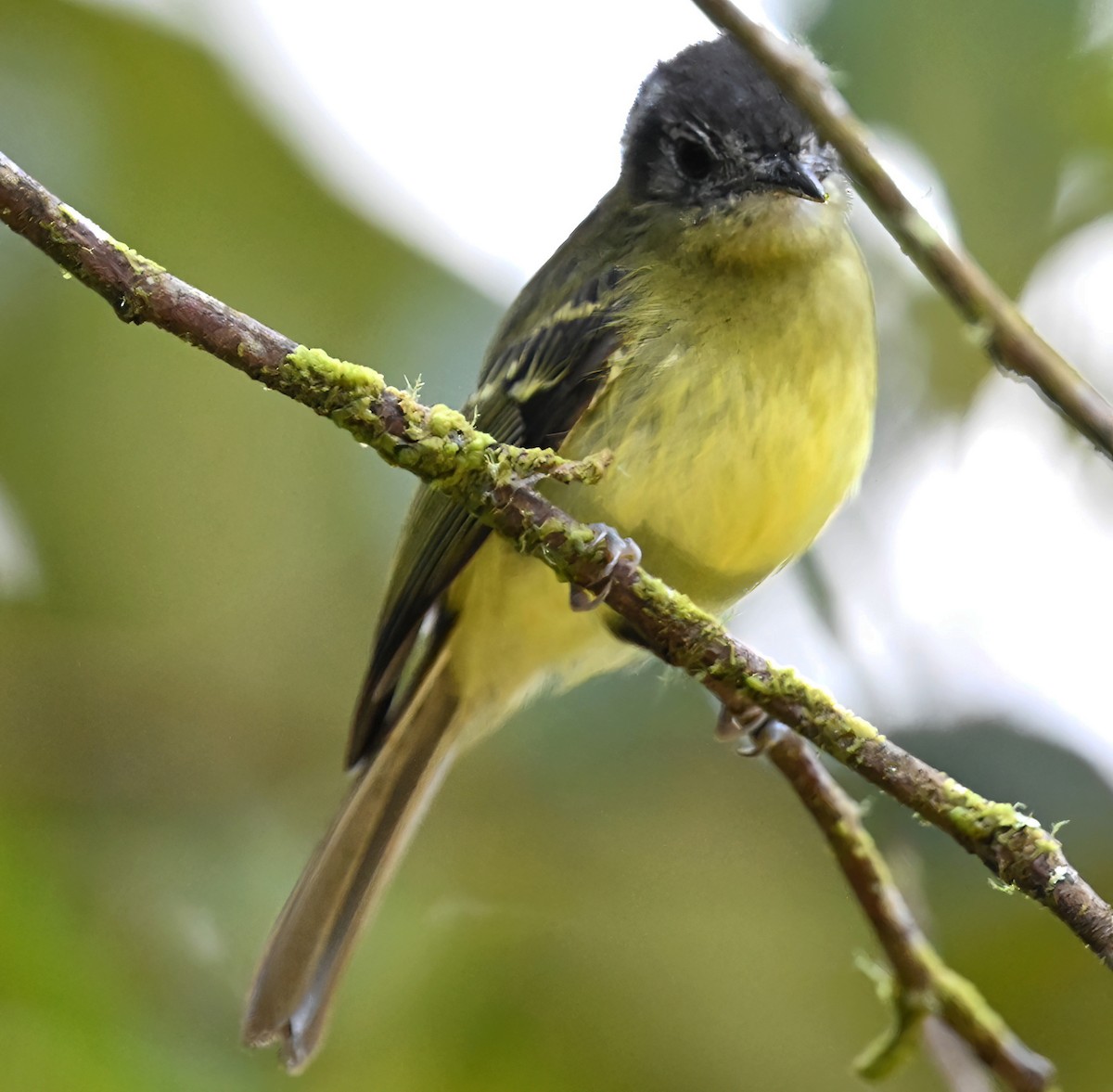 Ashy-headed Tyrannulet - ML647906004