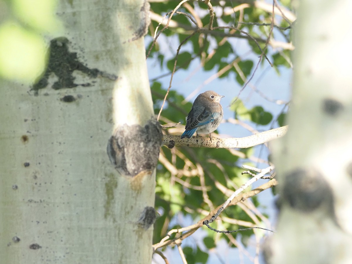 Mountain Bluebird - ML647906006