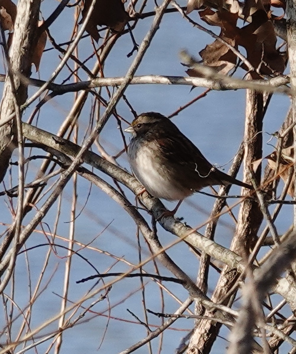 White-throated Sparrow - ML647906007