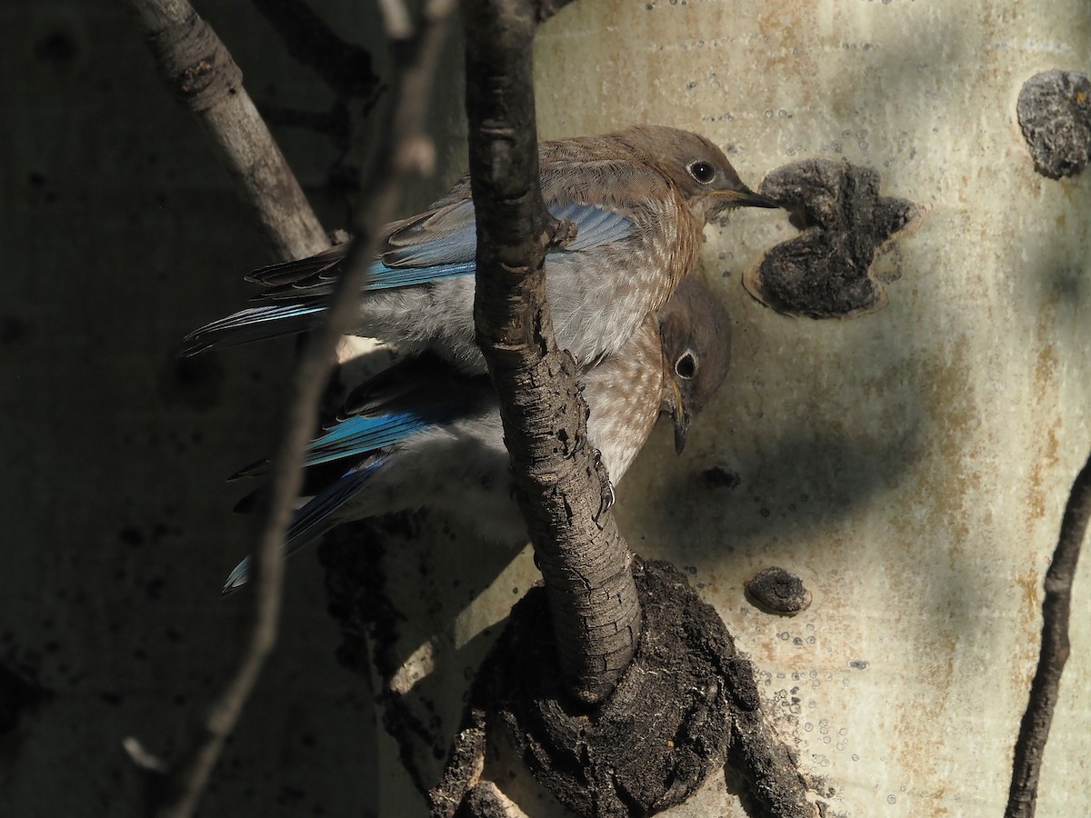 Mountain Bluebird - ML647906009