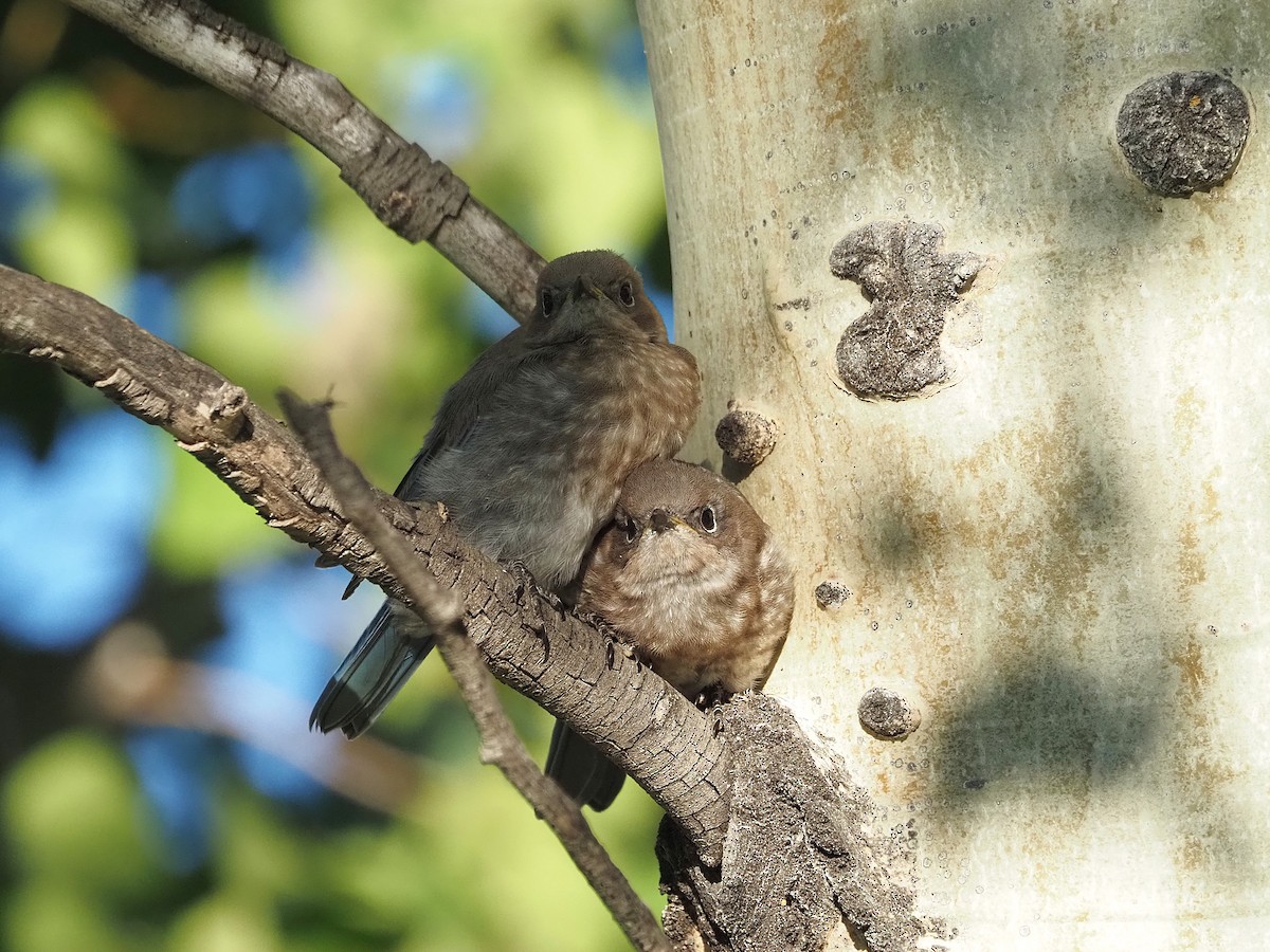 Mountain Bluebird - ML647906011