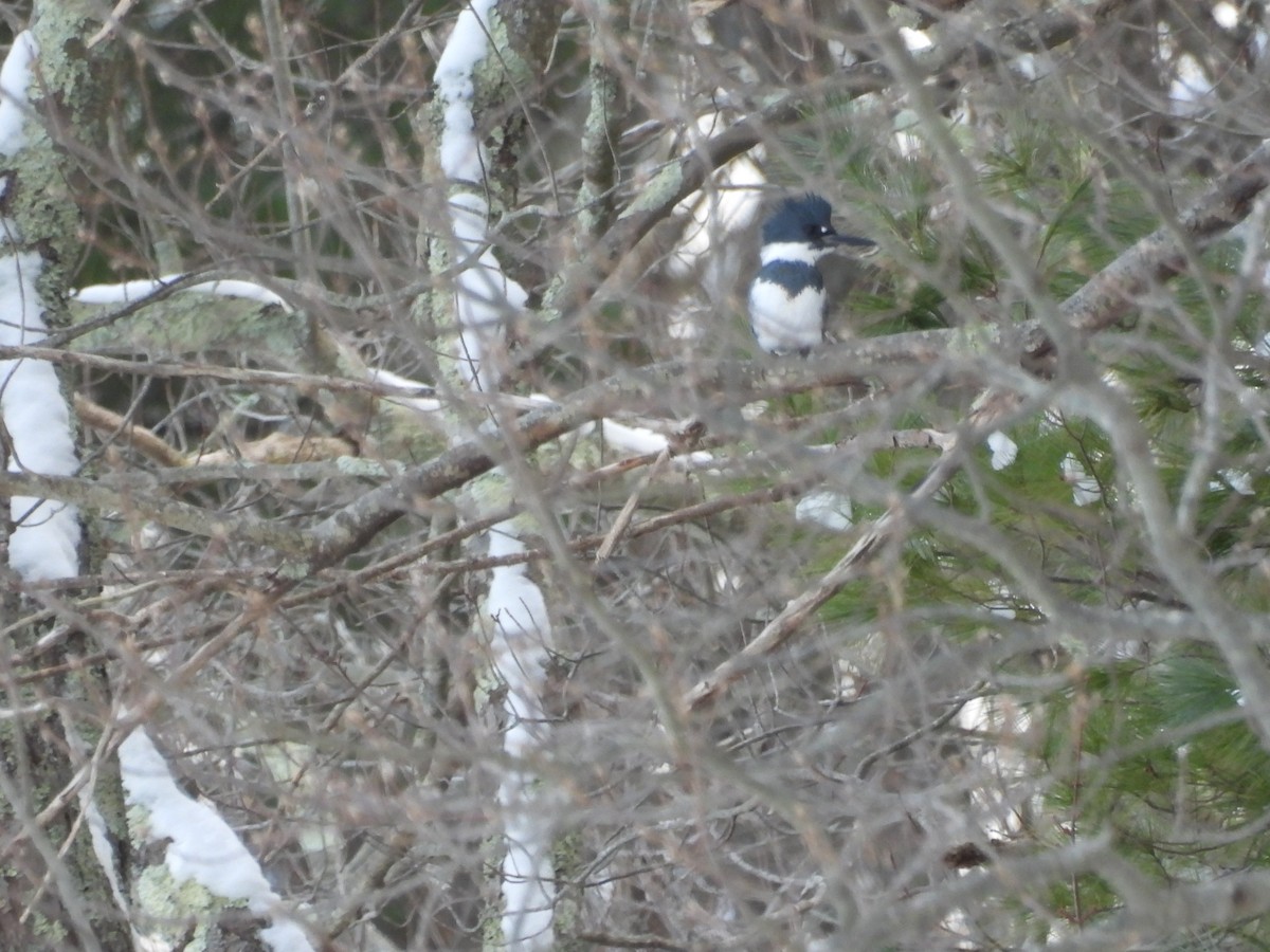 Belted Kingfisher - ML647906012