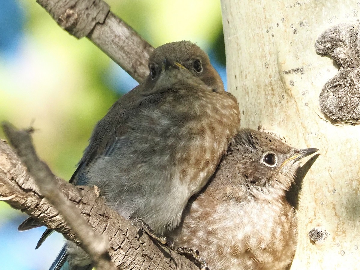 Mountain Bluebird - ML647906013