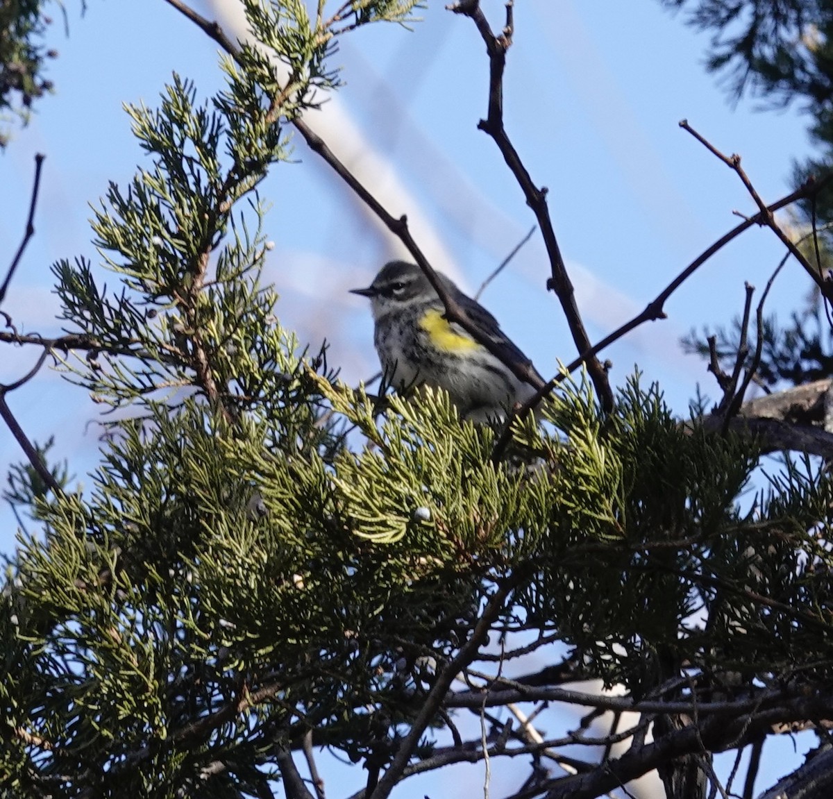 Yellow-rumped Warbler - ML647906015