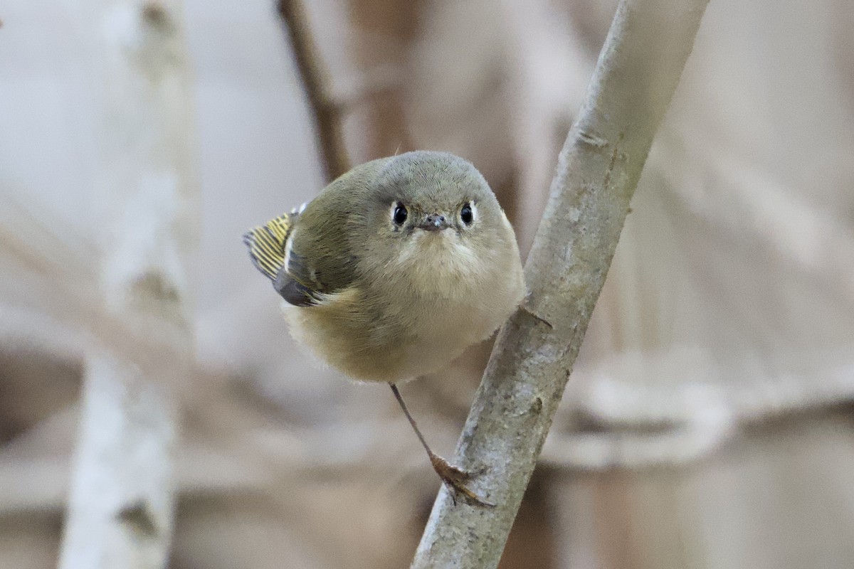 králíček americký - ML647906131