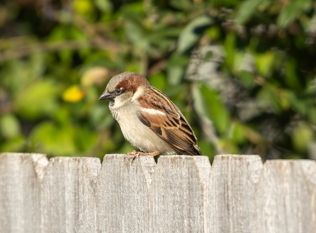House Sparrow - ML647906162