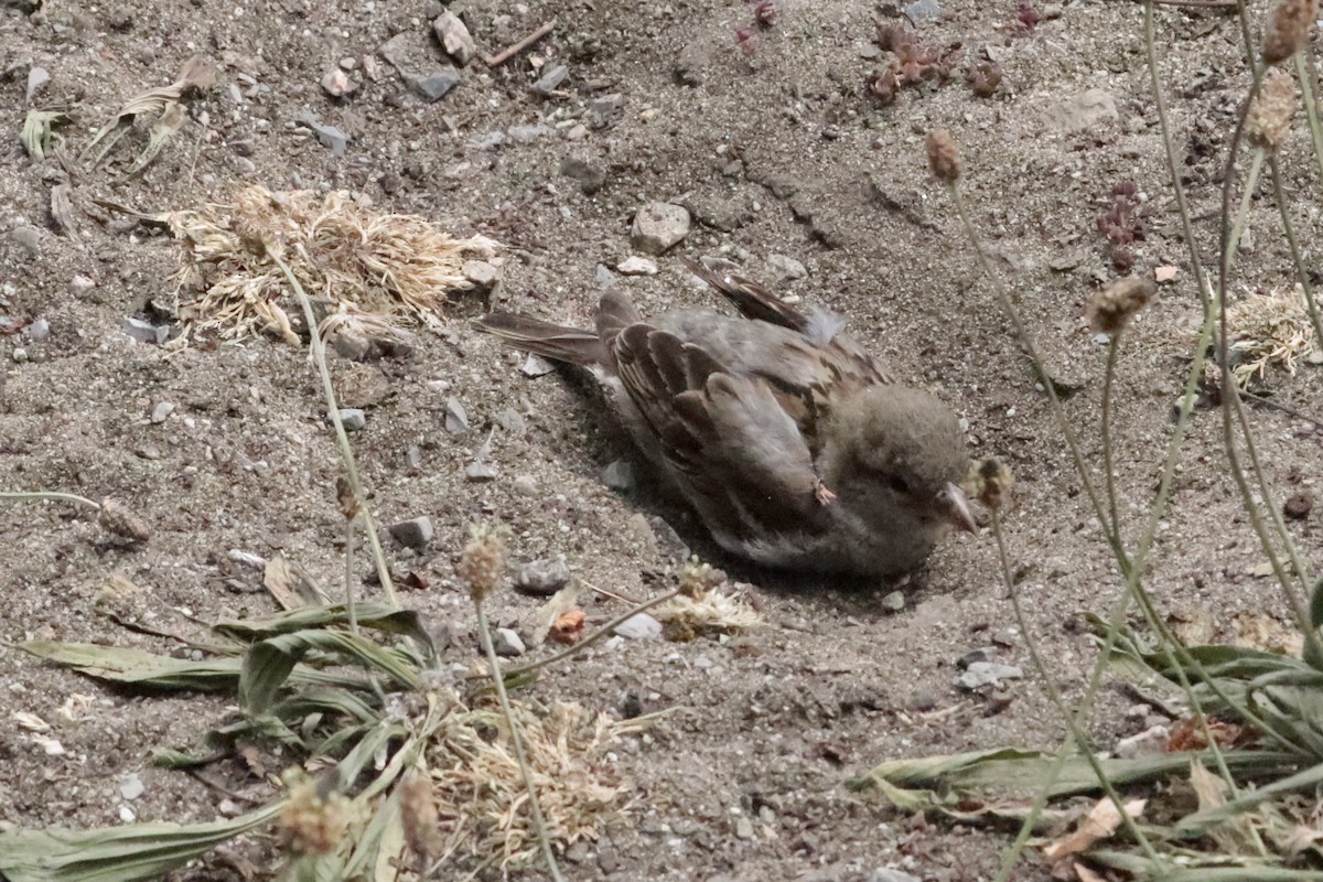 House Sparrow - ML647906167