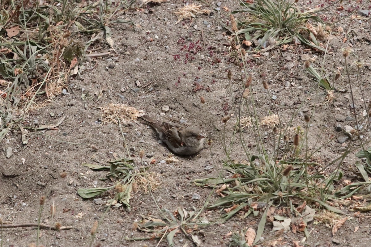 House Sparrow - ML647906169