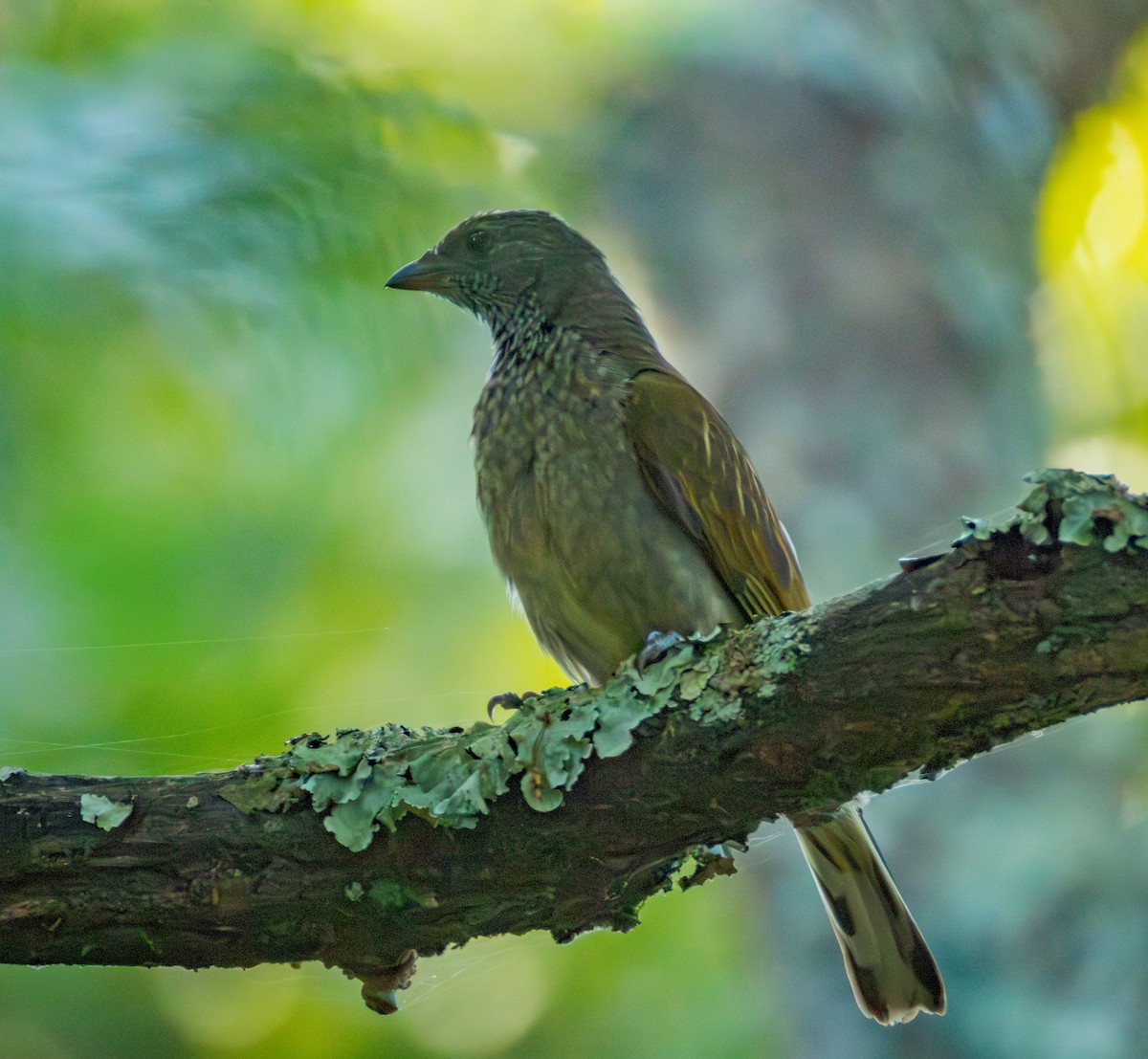 Scaly-throated Honeyguide - ML647906234
