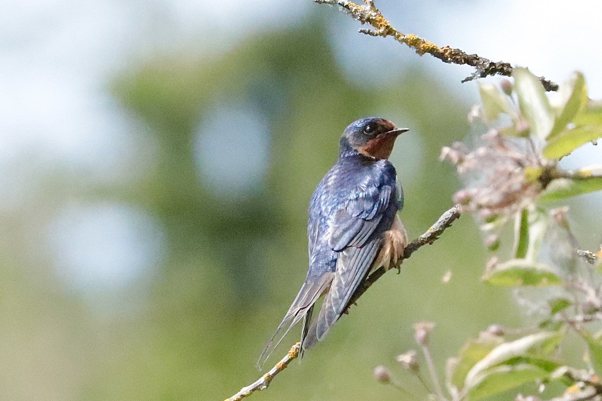Ластівка сільська - ML647906361