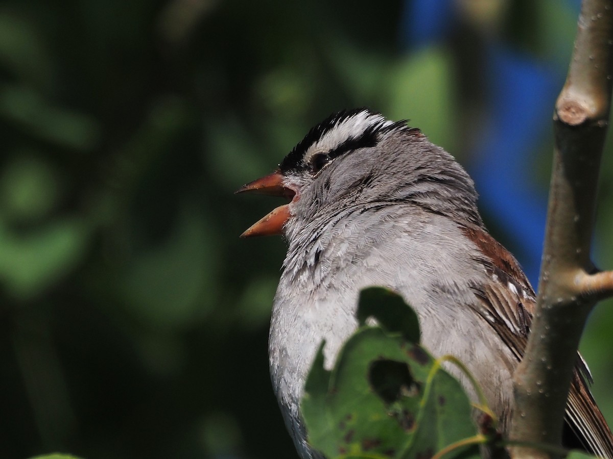 strnadec bělopásý - ML647906362