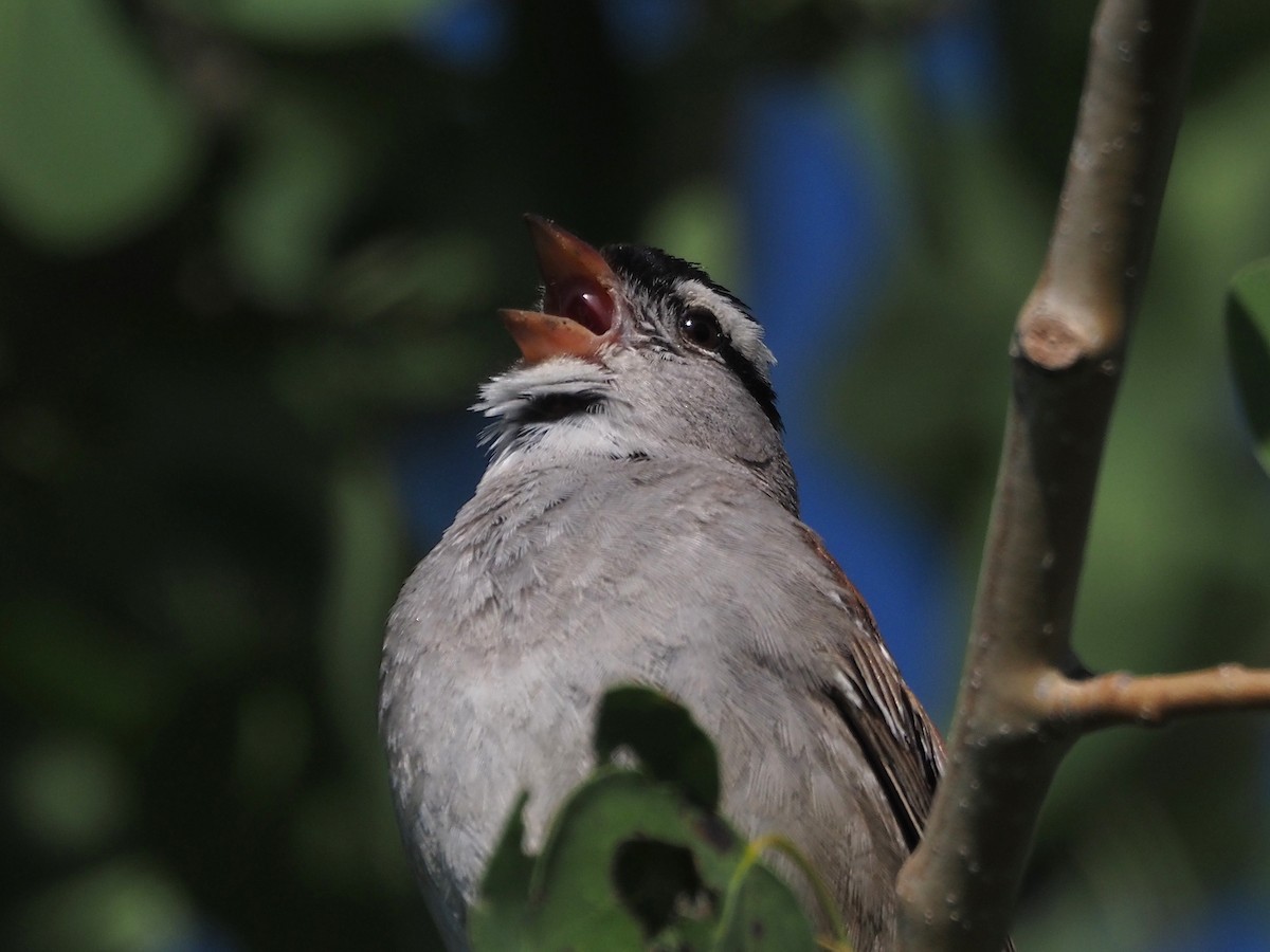 strnadec bělopásý - ML647906407