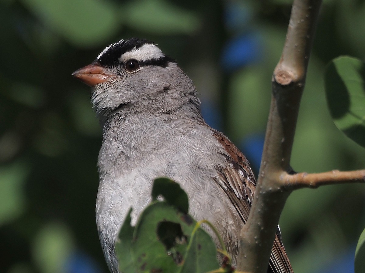 strnadec bělopásý - ML647906415