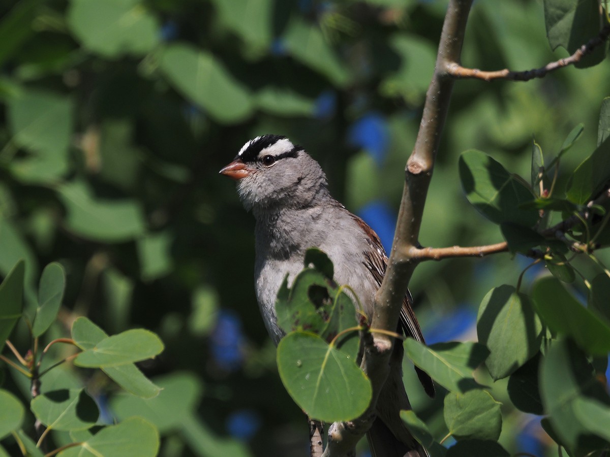 strnadec bělopásý - ML647906426