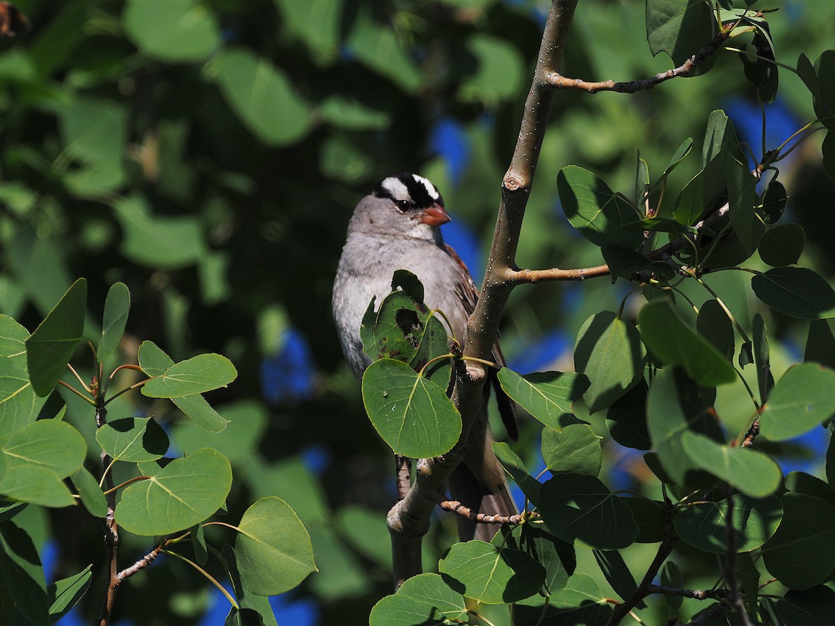 strnadec bělopásý - ML647906443