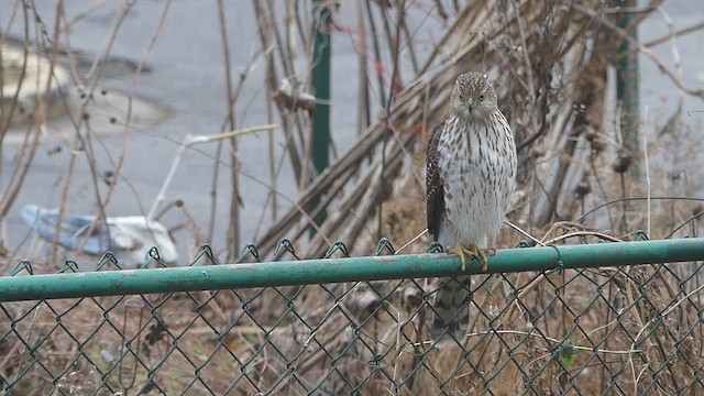 クーパーハイタカ - ML647906444