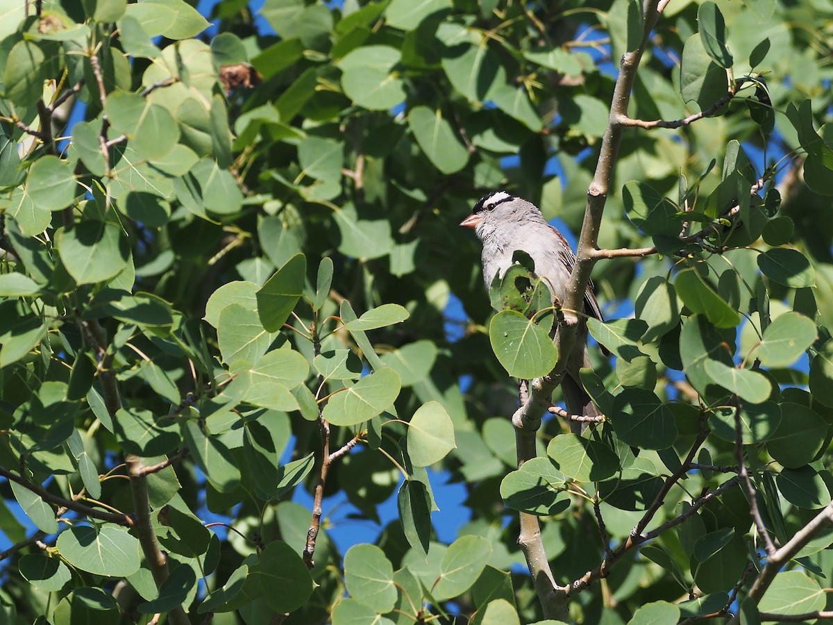 strnadec bělopásý - ML647906449