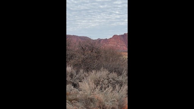 Moqueur chat - ML647906450