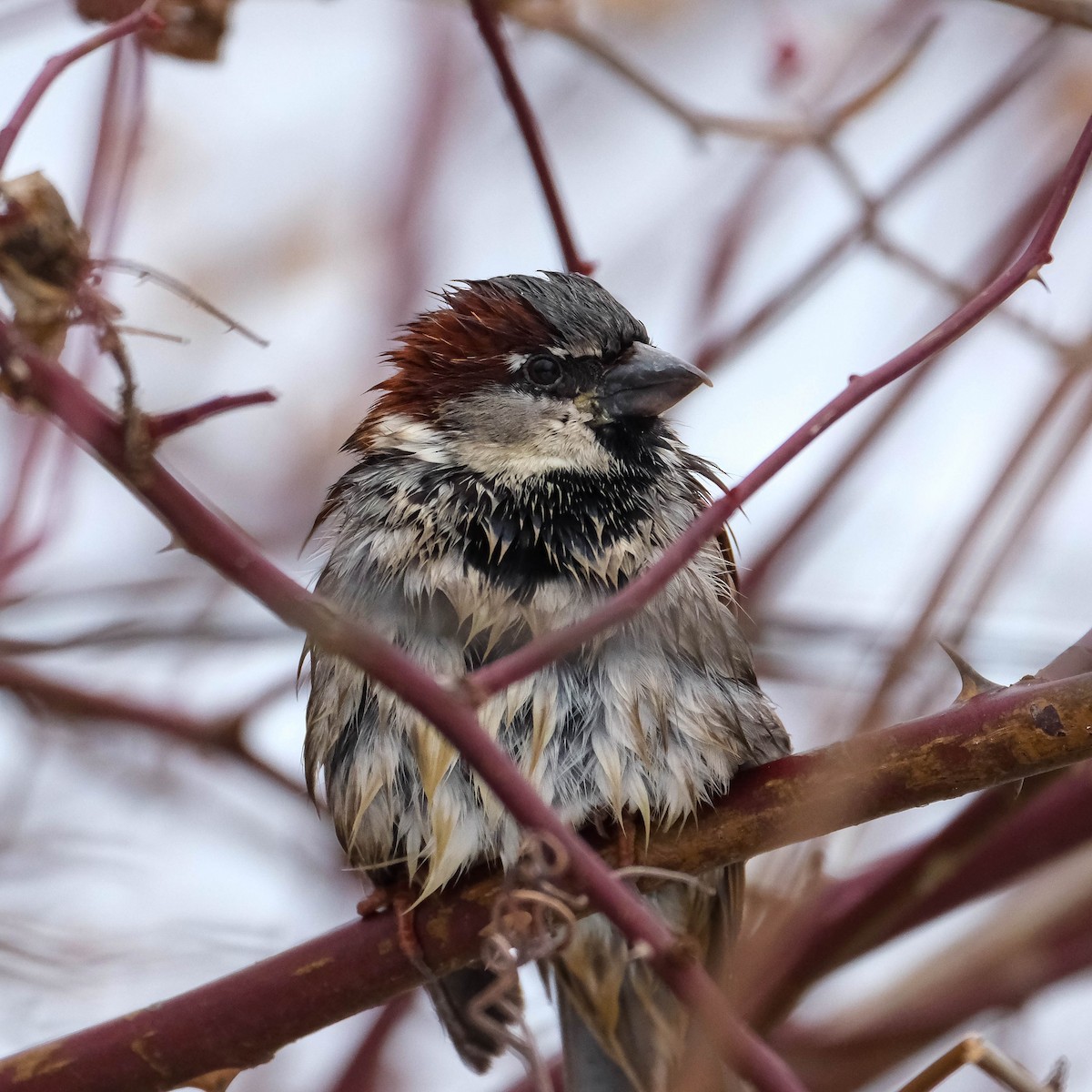 House Sparrow - ML647906475