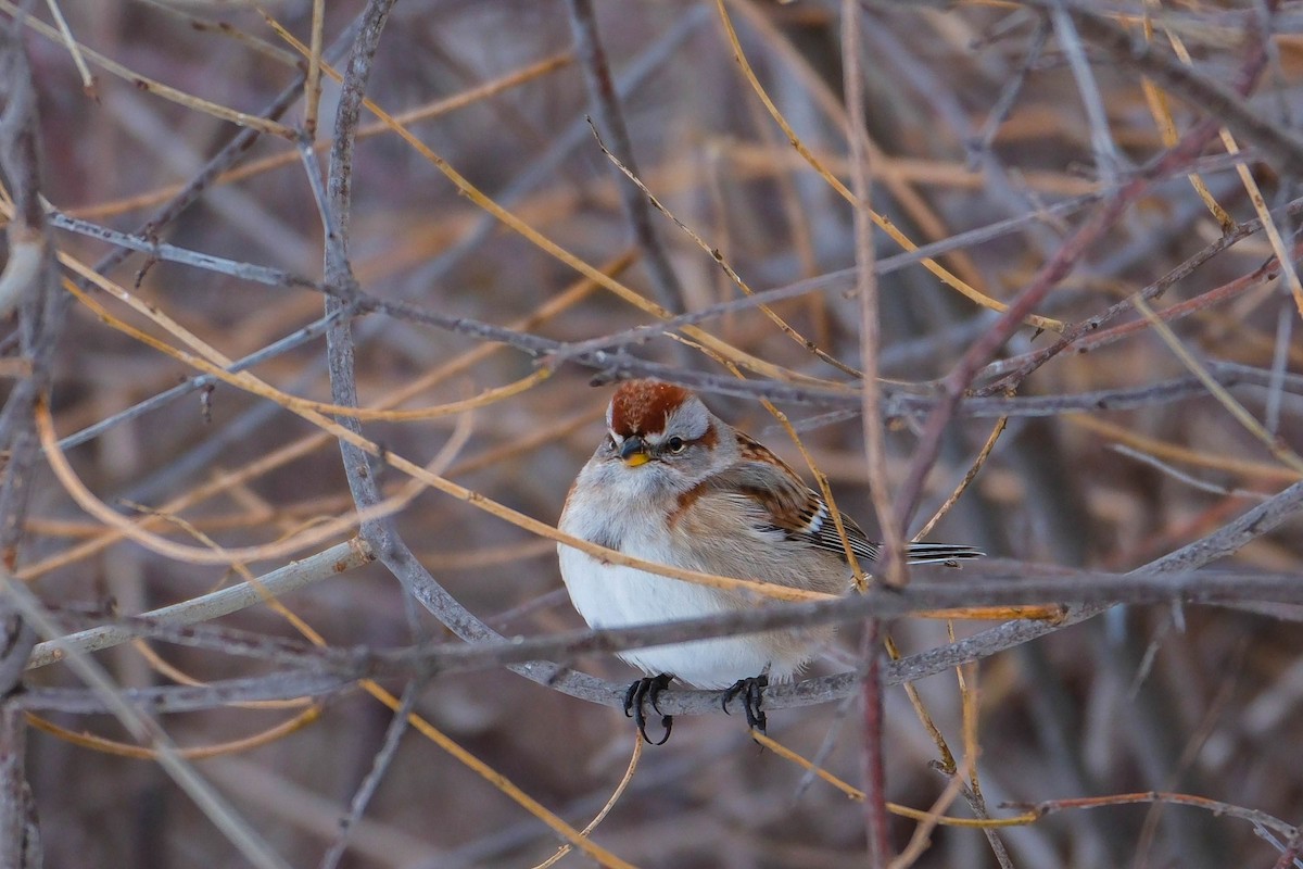 American Tree Sparrow - ML647906481