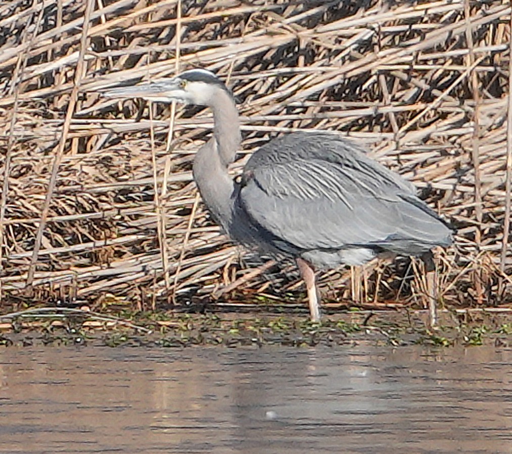 Great Blue Heron - ML647906500