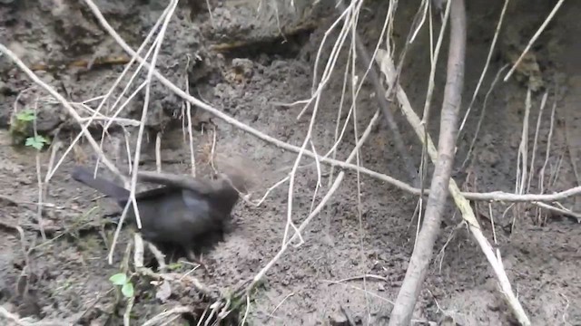 ニシクロウタドリ - ML647906518