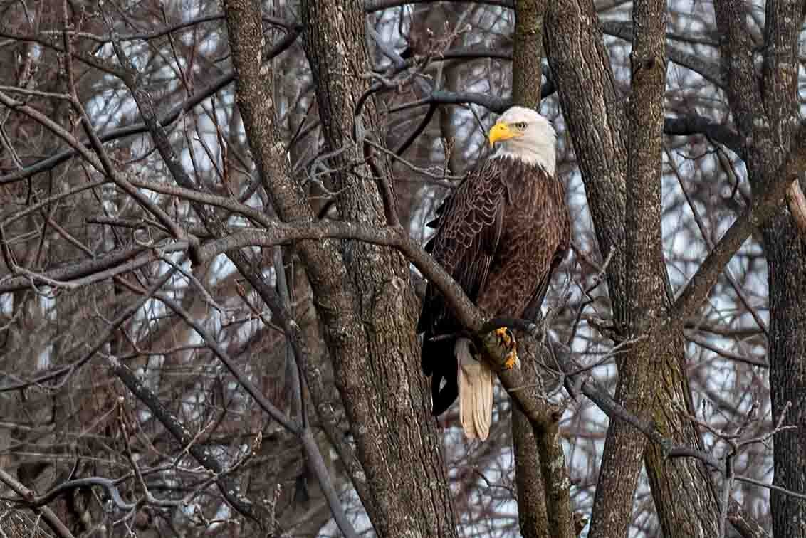 Bald Eagle - ML647906561