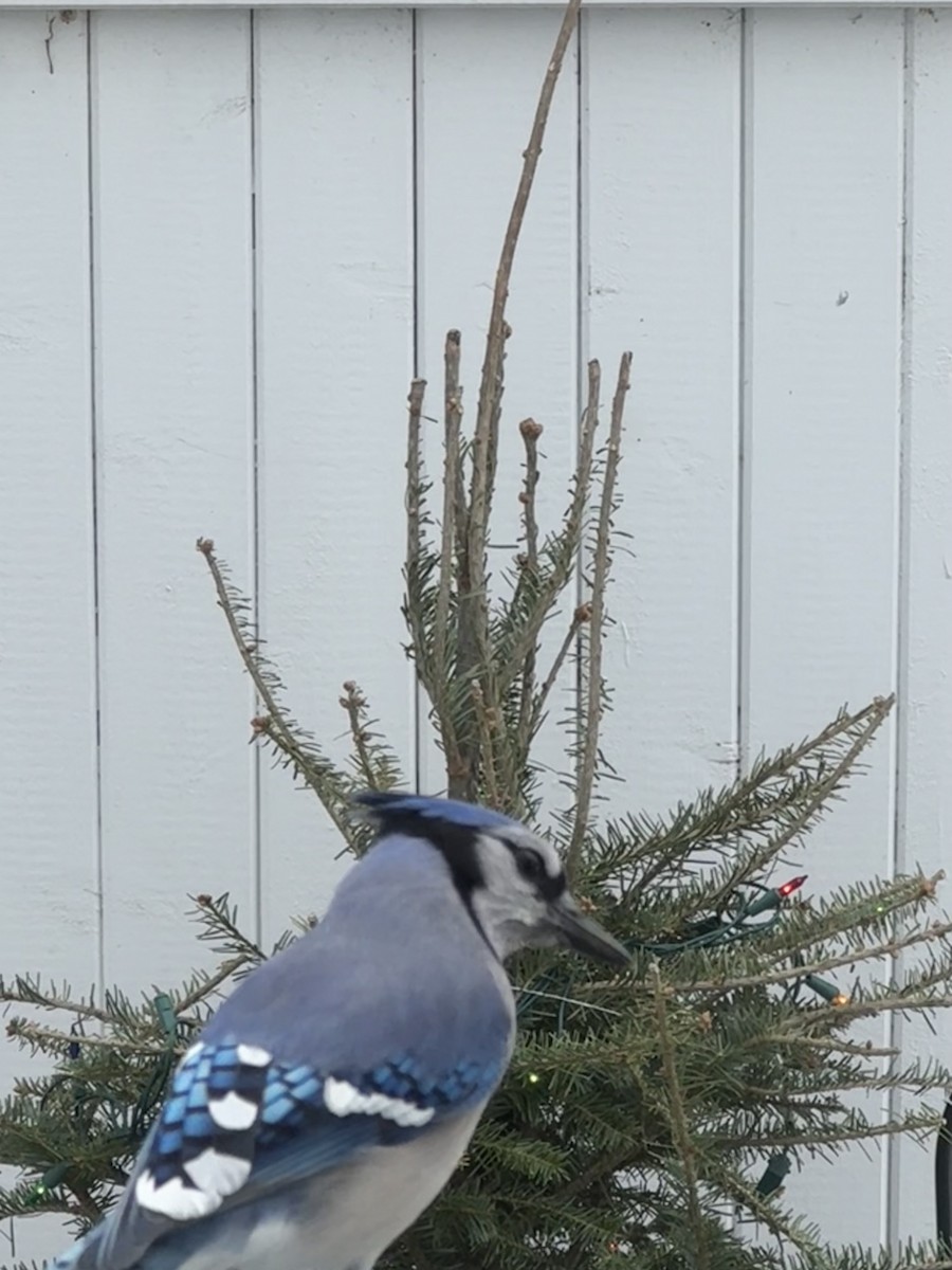 Blue Jay - ML647906573