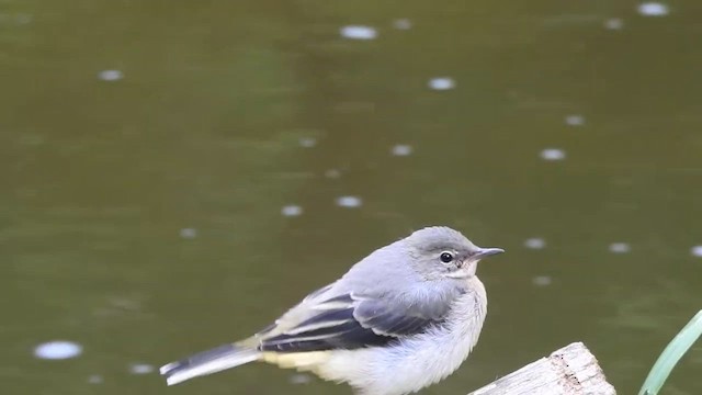 キセキレイ - ML647906601