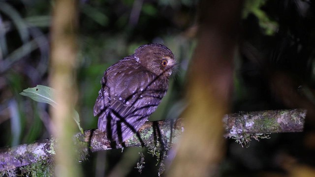 カオカザリヒメフクロウ - ML647906611