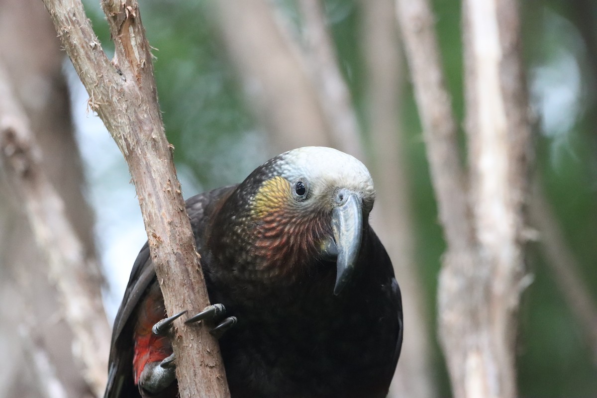 nestor kaka - ML647906682