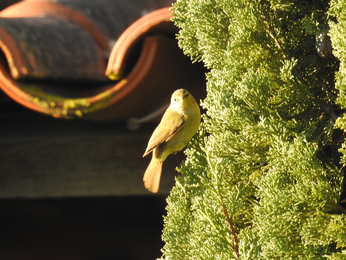 budníček menší - ML647906685