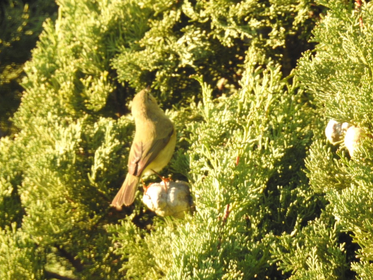 budníček menší - ML647906686