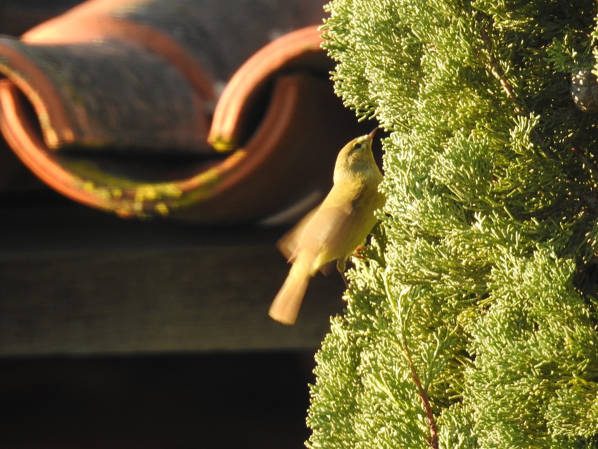 budníček menší - ML647906687