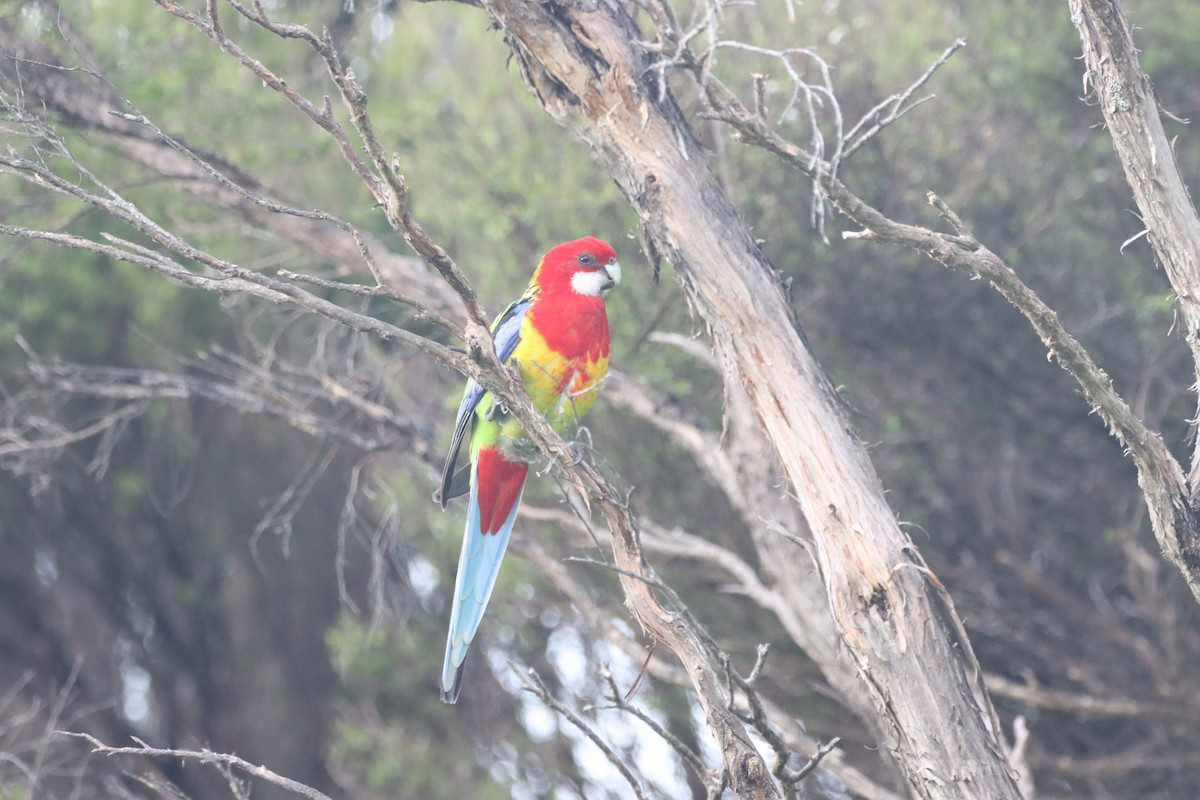 rosela pestrá - ML647906688