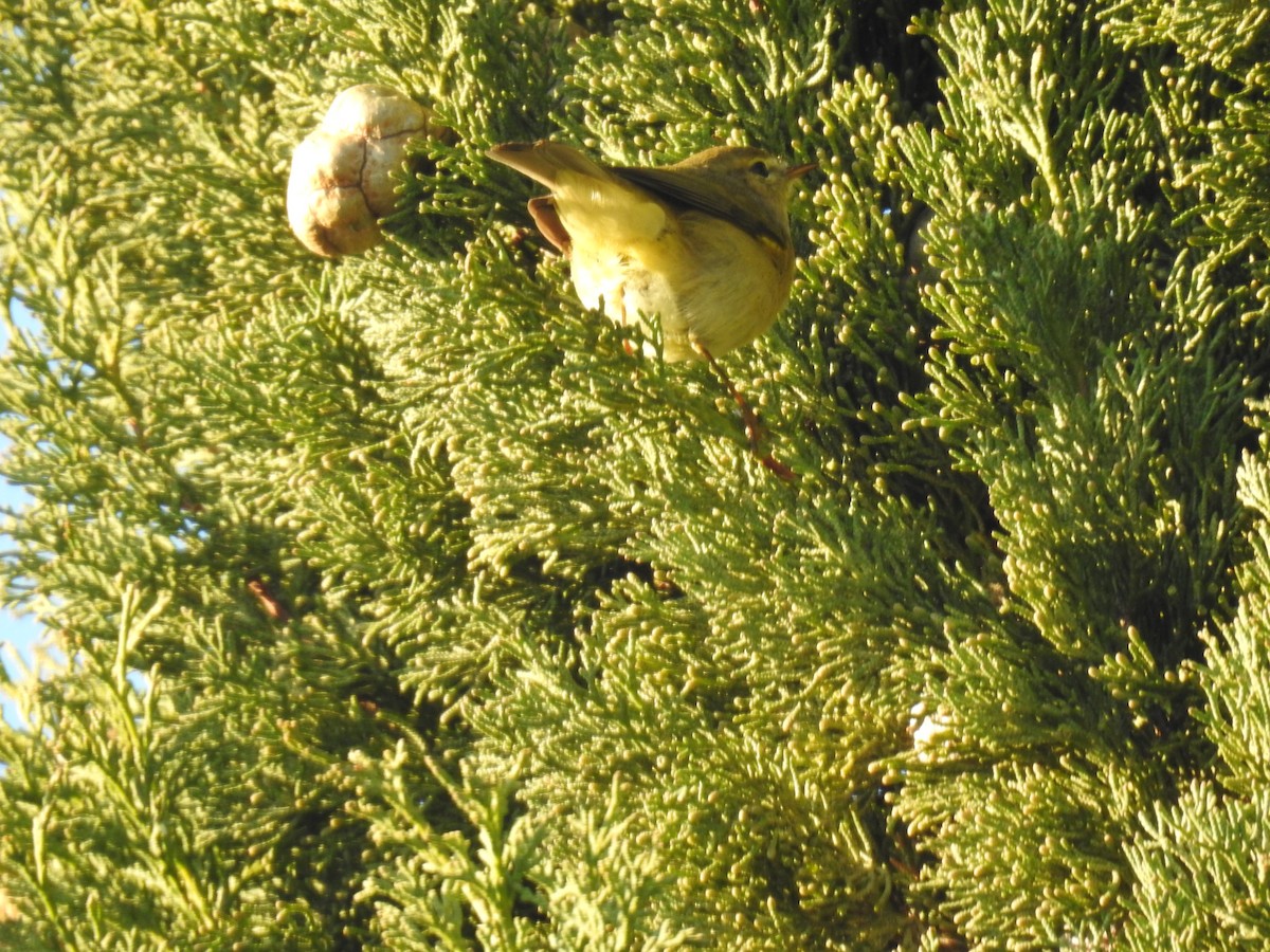 budníček menší - ML647906689