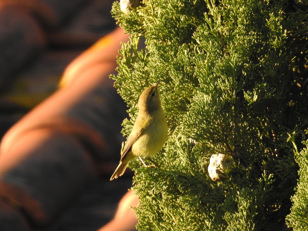 budníček menší - ML647906691