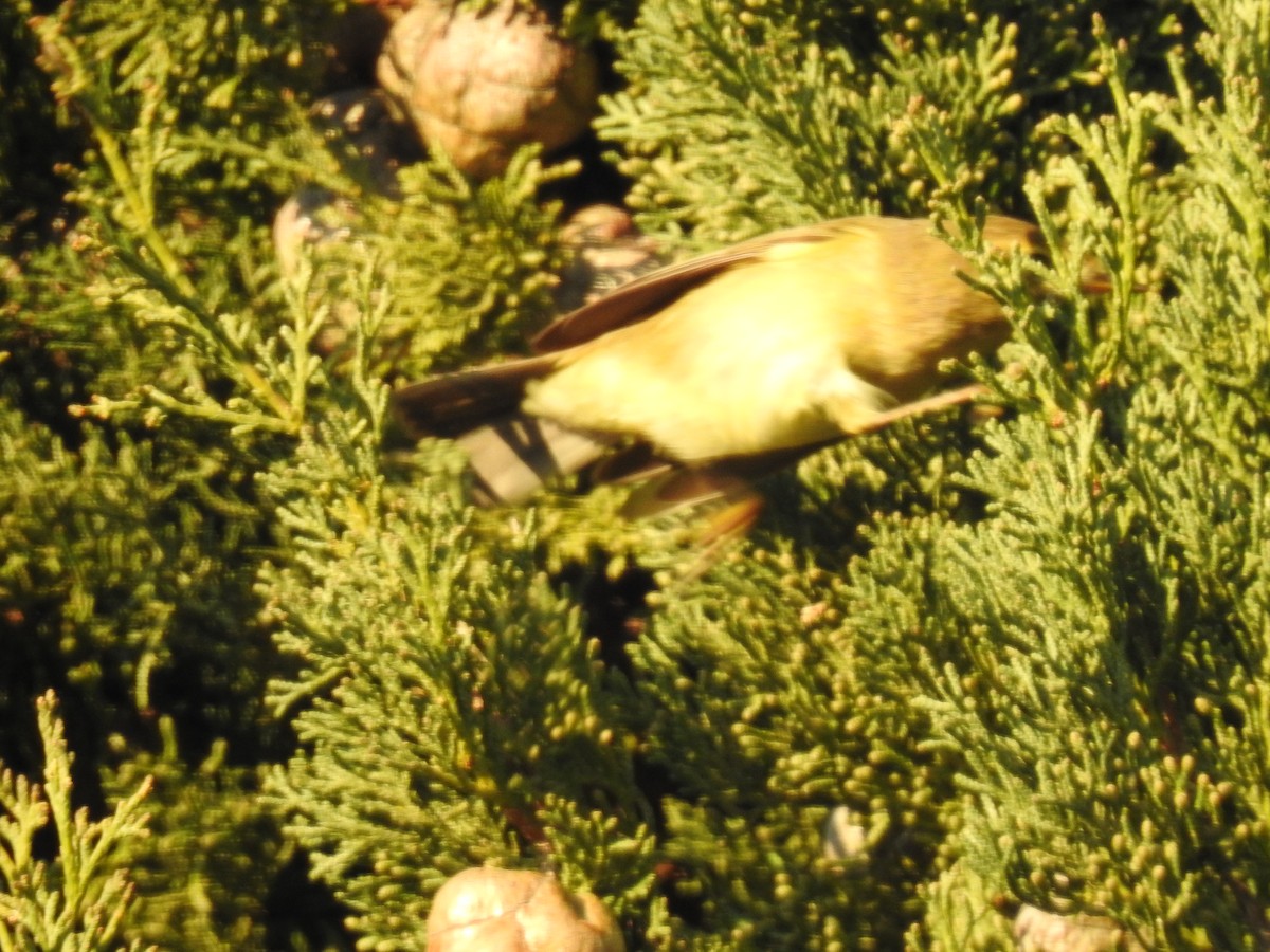 budníček menší - ML647906692