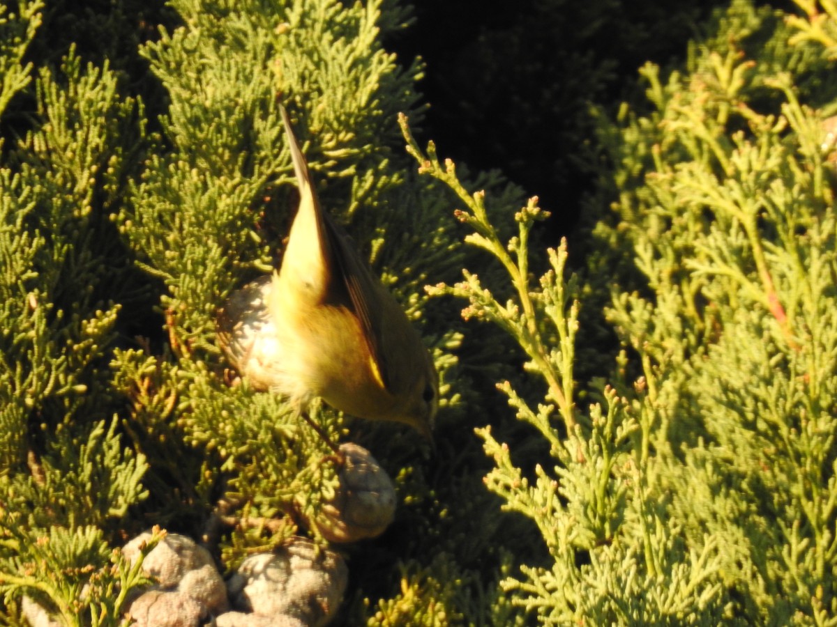 budníček menší - ML647906693