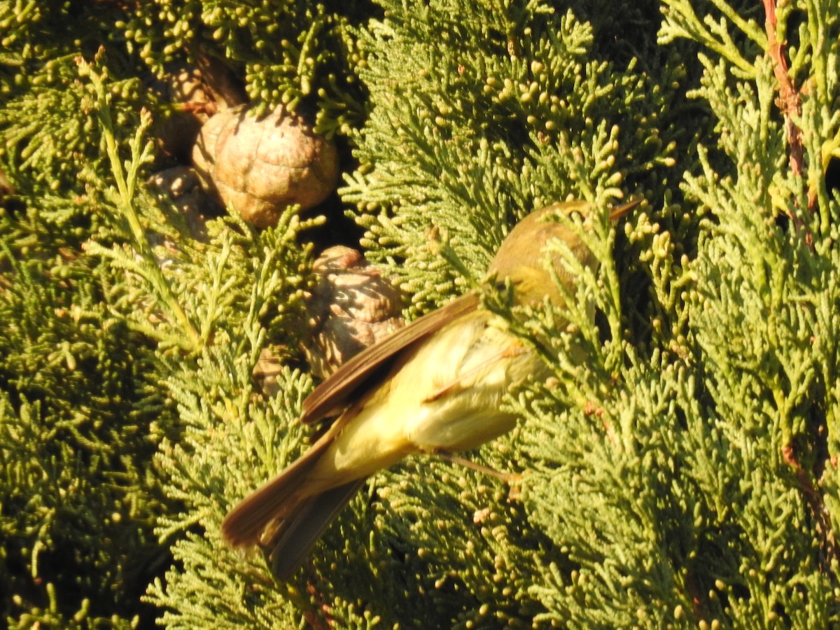 budníček menší - ML647906694