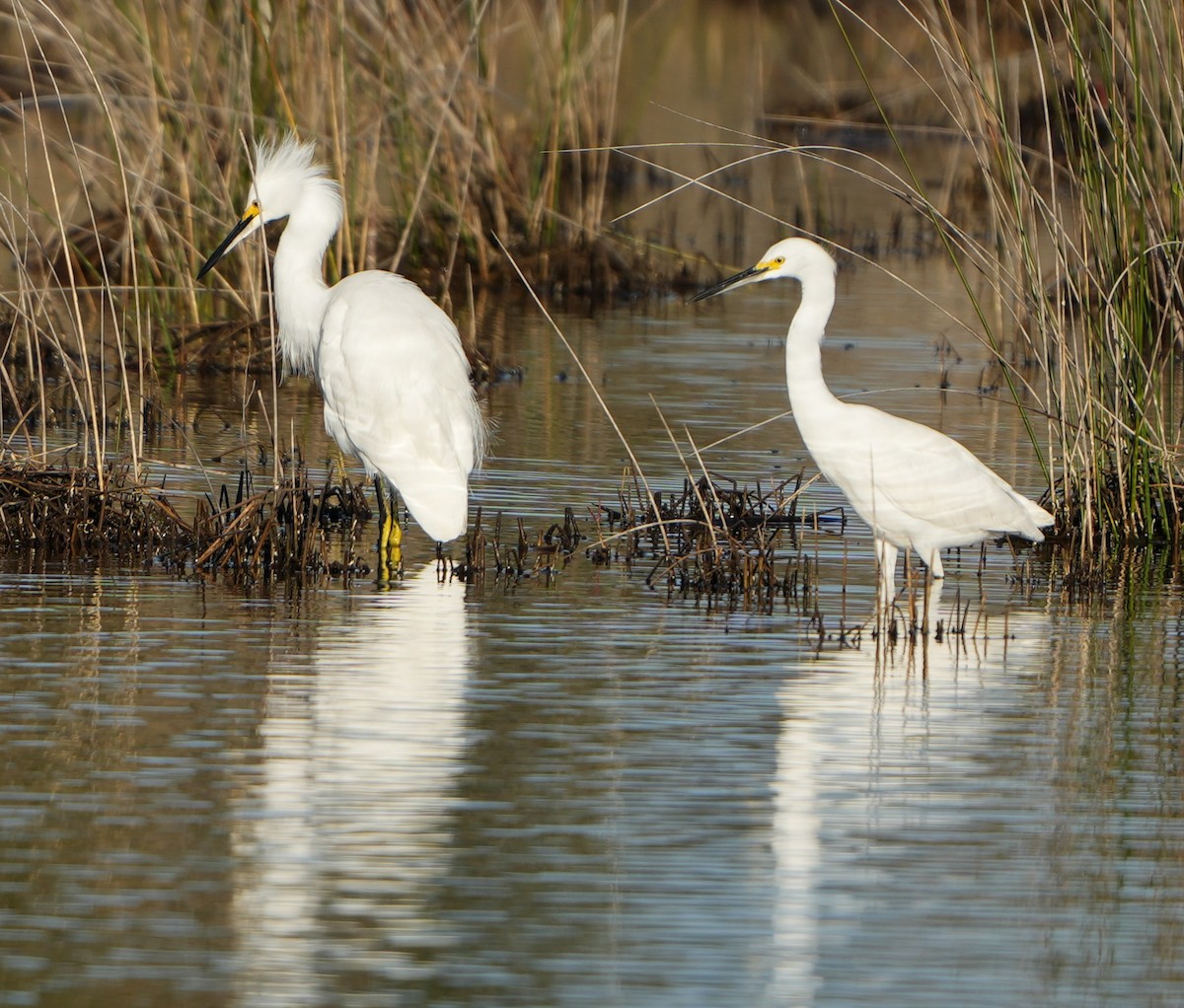 volavka bělostná - ML647906697