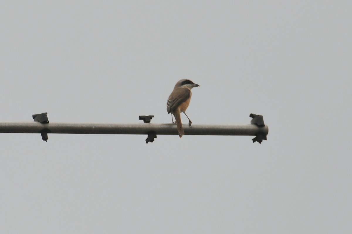 ťuhýk hnědý - ML647906698