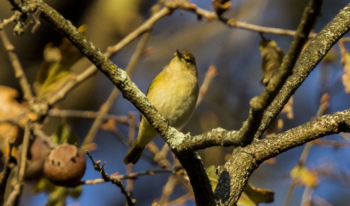 budníček menší - ML647906699