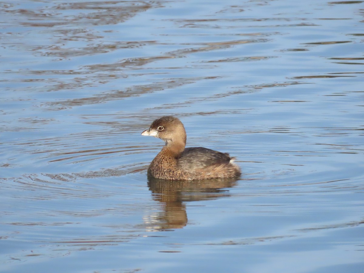 potápka americká - ML647906700