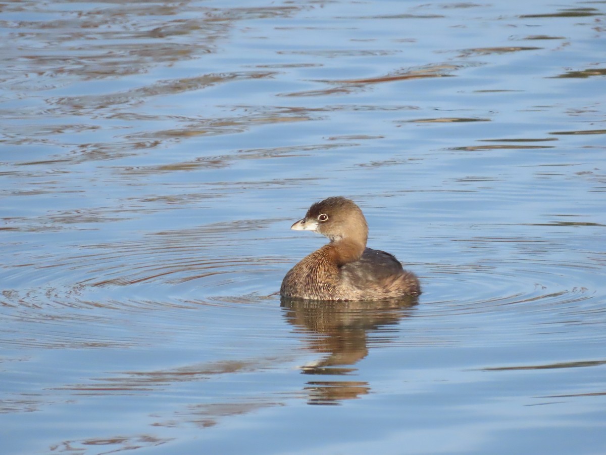 potápka americká - ML647906702