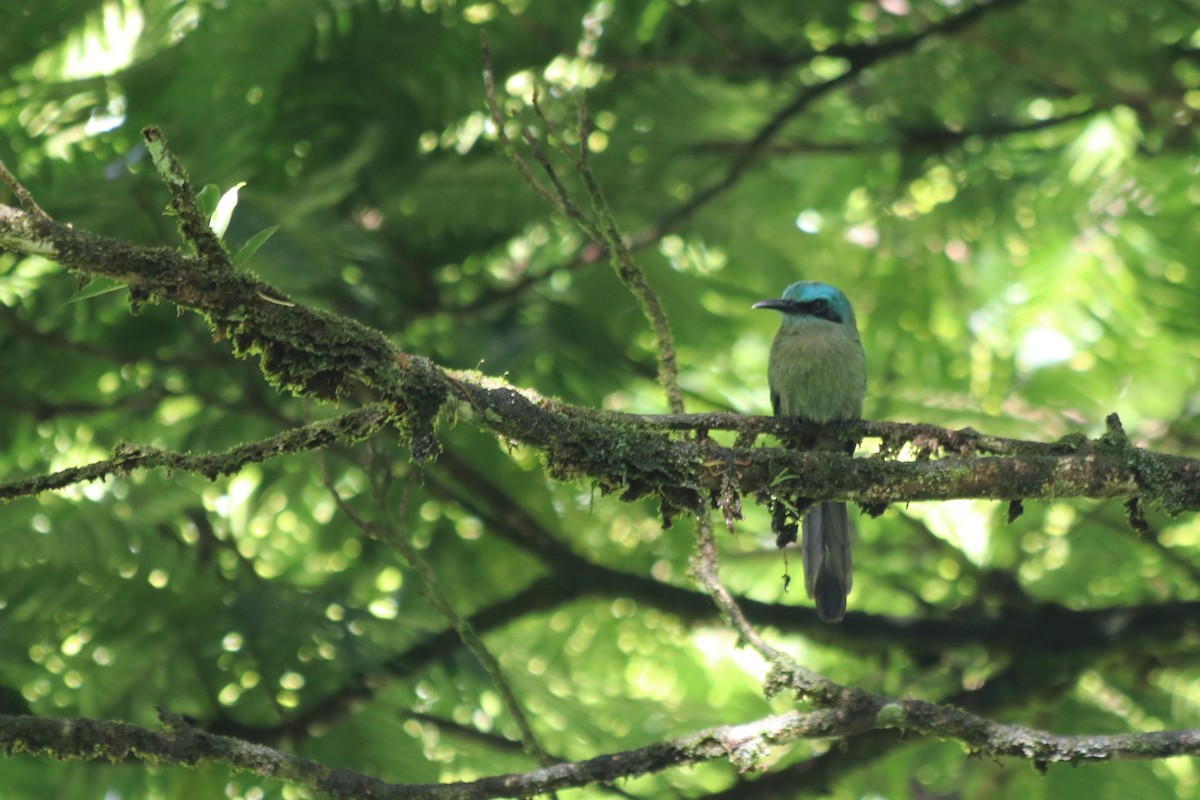 momot modrobrvý - ML647906703