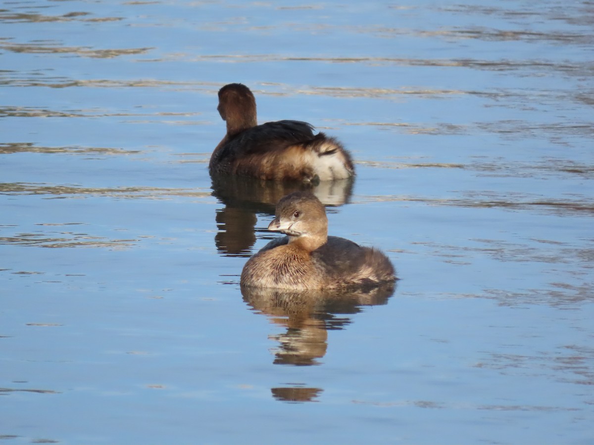 potápka americká - ML647906704