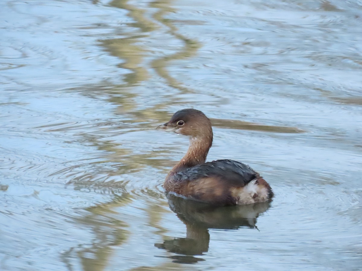 potápka americká - ML647906705