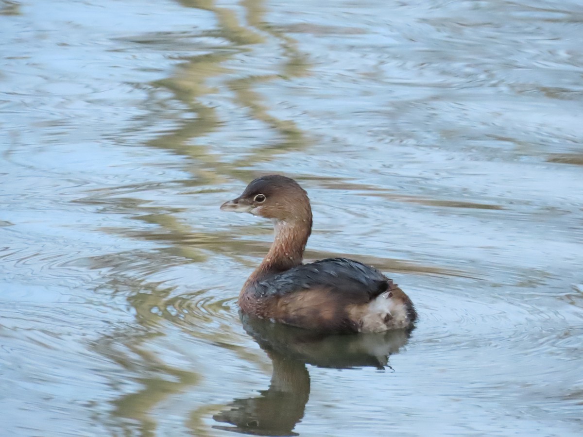 potápka americká - ML647906706